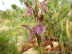 Anacamptis sancta