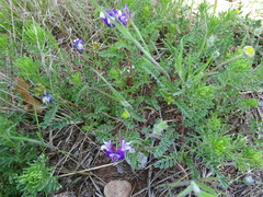 Astragalus lindheimeri