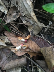 Millettia pachycarpa