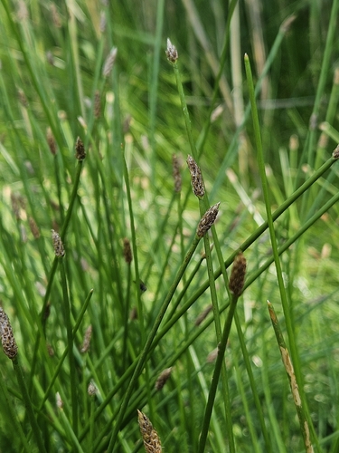 Eleocharis gracilis observed 2026-07-10