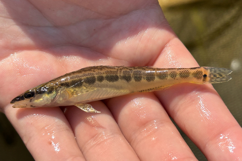 Longhead darter (Percina macrocephala) — Percidae — 2