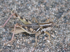 Melanoplus foedus