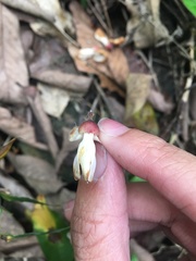 Millettia pachycarpa