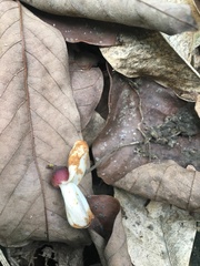 Millettia pachycarpa