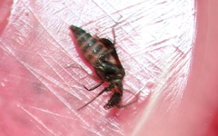 Anthocomus fasciatus