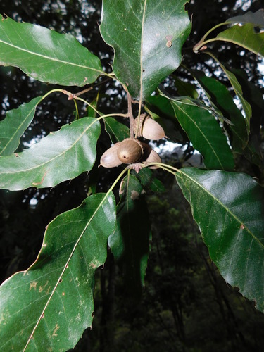 Quercus uxoris