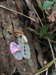 Millettia pachycarpa