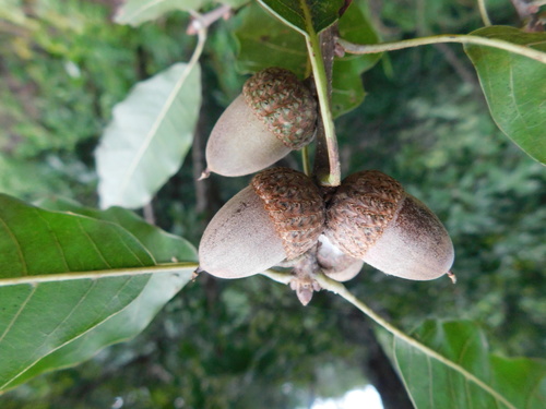 Quercus uxoris