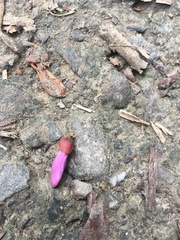 Millettia pachycarpa