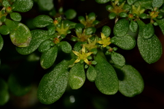 Sedum actinocarpum