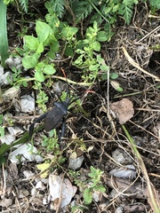 Acanthocephala thomasi