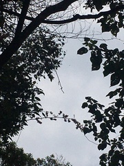 Millettia pachycarpa