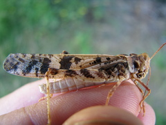 Dissosteira spurcata