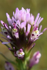 Castilleja densiflora densiflora