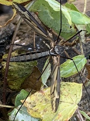 Acutipula