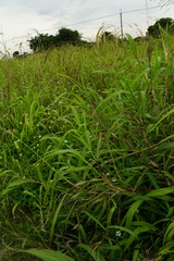 Sorghum arundinaceum