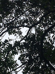 Millettia pachycarpa