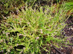 Muraltia satureioides