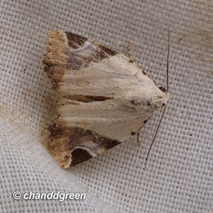 Pseudeustrotia semialba