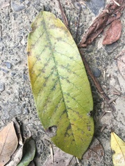 Millettia pachycarpa