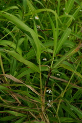 Sorghum arundinaceum