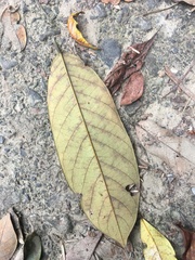 Millettia pachycarpa