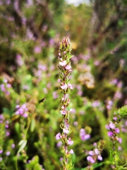 Muraltia satureioides