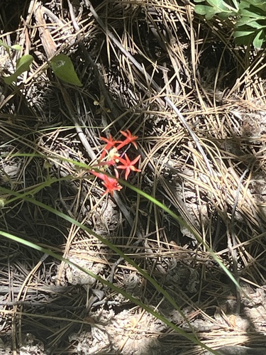 iNaturalist observation photo of Scarlet Gilia