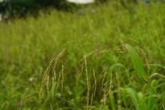 Sorghum arundinaceum