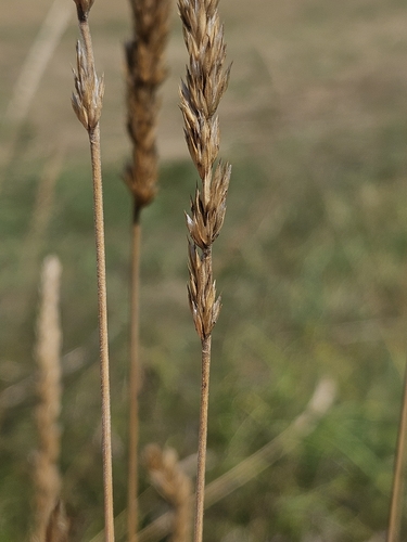 Koeleria pyramidata, 2026-07-10