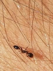 Pseudomyrmex ejectus