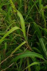Sorghum arundinaceum