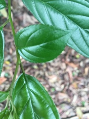 Rhamnus formosana