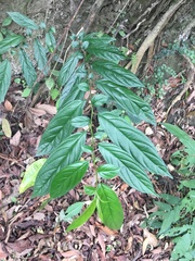 Rhamnus formosana