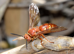 Sphecius convallis