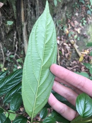 Rhamnus formosana