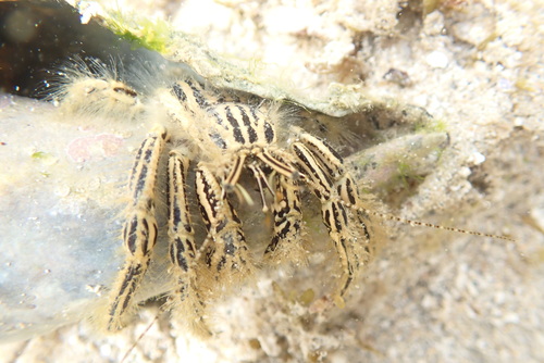 Clibanarius eurysternus observed 2026-07-11