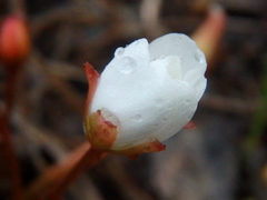Drosera praefolia