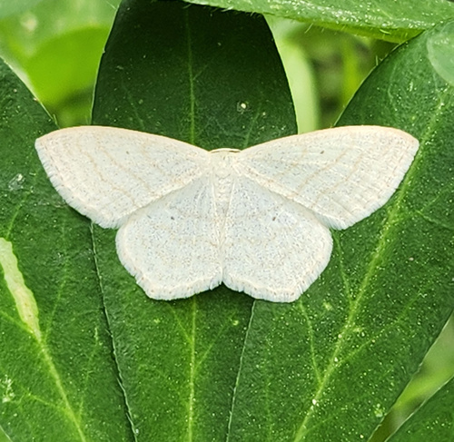 iNaturalist observation photo of Simple Wave