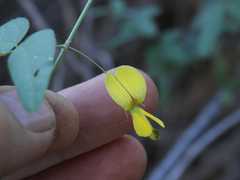 Rhynchosia totta rigidula