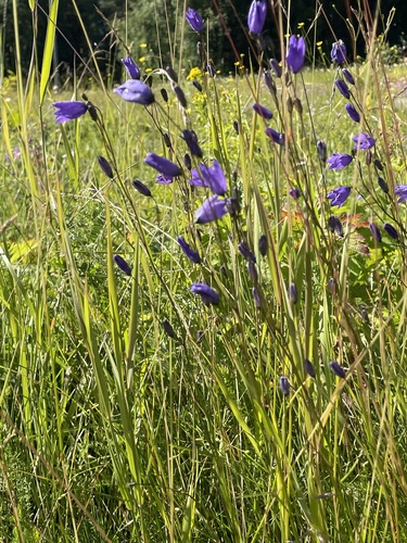 Common Harebell