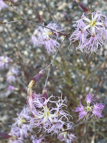 Fringed Pink