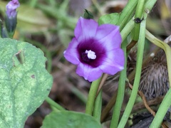 Ipomoea grandifolia