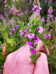 Muraltia satureioides