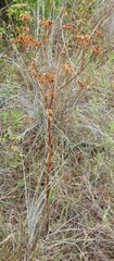 Polytaenia texana, photograph (c) saltyhiker, some rights reserved (CC BY)