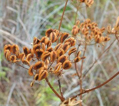 Polytaenia texana, photograph (c) saltyhiker, some rights reserved (CC BY)