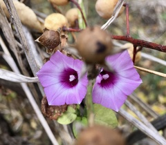 Ipomoea grandifolia