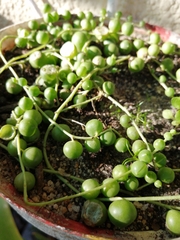 Curio rowleyanus