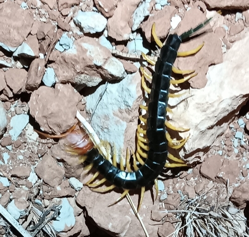 Giant Desert Centipede