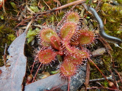 Drosera praefolia